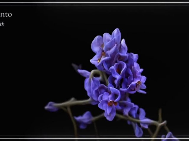 Floriography - Dance in Flowers