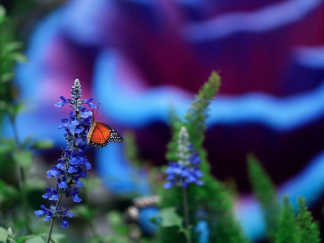 The Story of a Mushroom