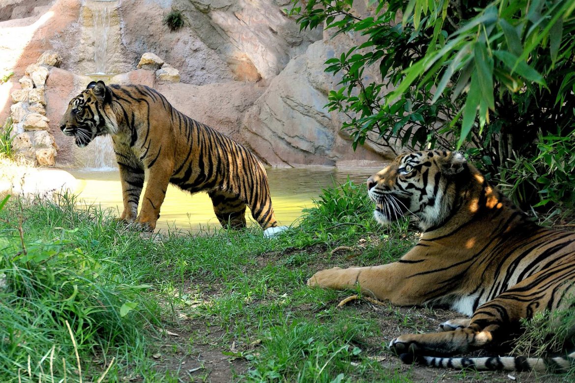 Tramonti al Bioparco - Avventure in foresta