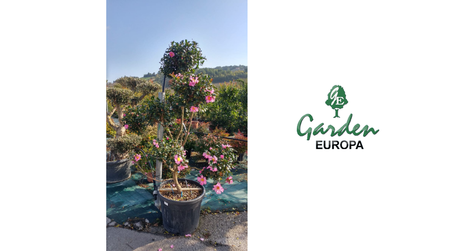 Jesi - Sconto 20% Piante da Esterno | Garden Europa | Jesi, Via Esinante, 5 | Tel. 0731214625 | Offerta valida fino al 31/07/19 Jesi - Sconto 20% Piante da Esterno | Garden Europa | Jesi, Via Esinante, 5 | Tel. 0731214625 | Offerta valida fino al 31/07/19