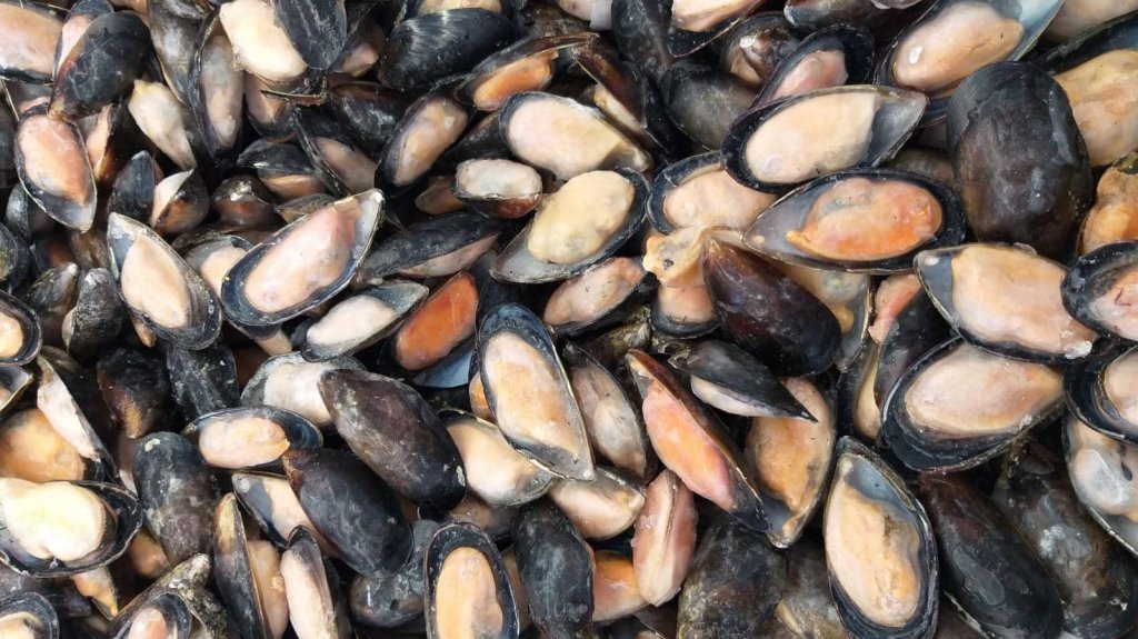 Jesi - Sconto 10% Cozze Cilene 1/2 Guscio Scottate | Sapore di Mare | Jesi, Via Bordoni, 7 | Tel. 0731 208745 | Offerta valida fino al 31/03/19 Jesi - Sconto 10% Cozze Cilene 1/2 Guscio Scottate | Sapore di Mare | Jesi, Via Bordoni, 7 | Tel. 0731 208745 | Offerta valida fino al 31/03/19