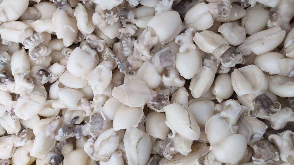 Jesi - Sconto 40% Seppia Indopacifica Pulita Piccola | Sapore di Mare | Jesi, Via Bordoni, 7 | Tel. 0731 208745 | Offerta valida fino al 31/03/19 Jesi - Sconto 40% Seppia Indopacifica Pulita Piccola | Sapore di Mare | Jesi, Via Bordoni, 7 | Tel. 0731 208745 | Offerta valida fino al 31/03/19