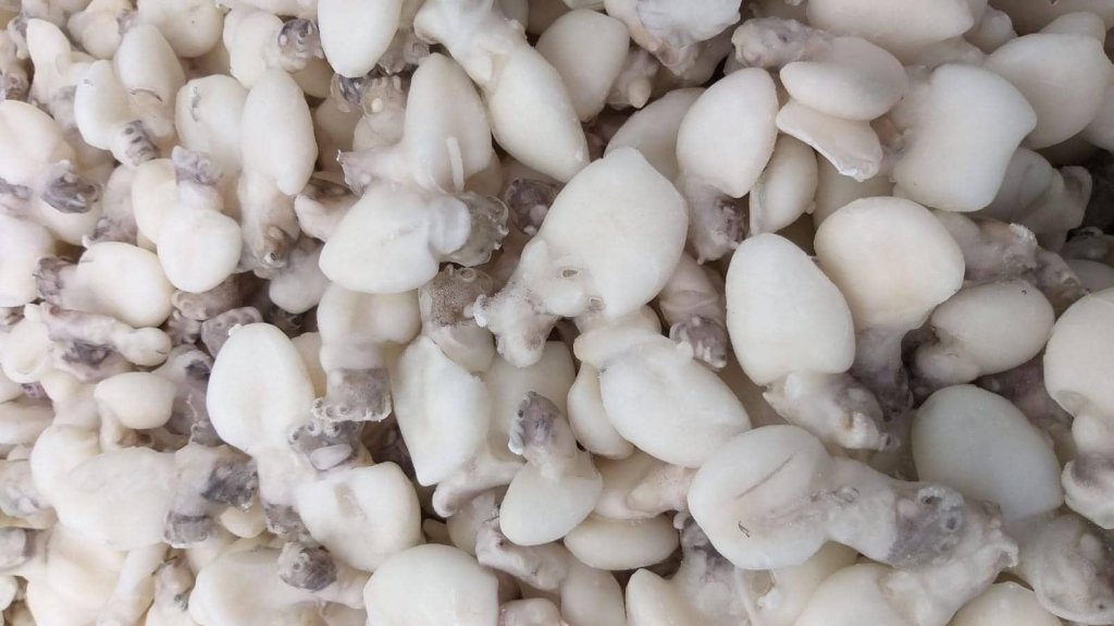 Jesi - Sconto 20% Seppia Indopacifica Pulita Piccola | Sapore di Mare | Jesi, Via Bordoni, 7 | Tel. 0731 208745 | Offerta valida fino al 31/05/19 Jesi - Sconto 20% Seppia Indopacifica Pulita Piccola | Sapore di Mare | Jesi, Via Bordoni, 7 | Tel. 0731 208745 | Offerta valida fino al 31/05/19