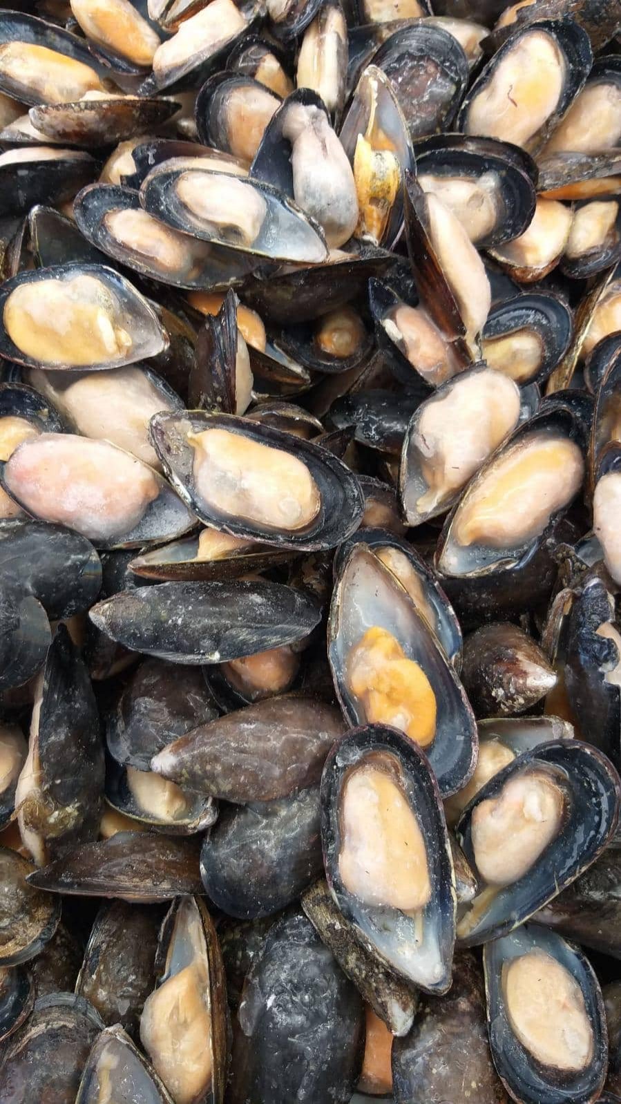 Jesi - Sconto 20% Cozze Cilene 1/2 Guscio Scottate | Sapore di Mare | Jesi, Via Bordoni, 7 | Tel. 0731 208745 | Offerta valida fino al 31/05/19 Jesi - Sconto 20% Cozze Cilene 1/2 Guscio Scottate | Sapore di Mare | Jesi, Via Bordoni, 7 | Tel. 0731 208745 | Offerta valida fino al 31/05/19
