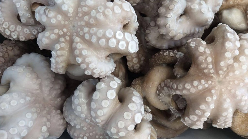 Jesi - Sconto 15% Polpo Messicano Medio | Sapore di Mare | Jesi, Via Bordoni, 7 | Tel. 0731 208745 | Offerta valida fino al 31/05/19 Jesi - Sconto 15% Polpo Messicano Medio | Sapore di Mare | Jesi, Via Bordoni, 7 | Tel. 0731 208745 | Offerta valida fino al 31/05/19