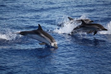 Trenta delfini circondano una barca ad Arizza, è festa