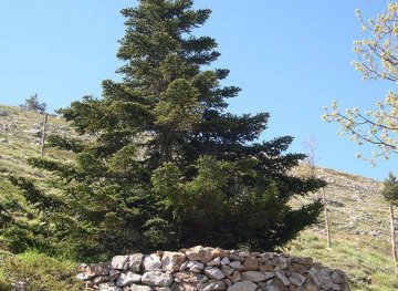 Elette le piante simbolo delle regioni italiane: per la Sicilia l’Abies nebrodensis