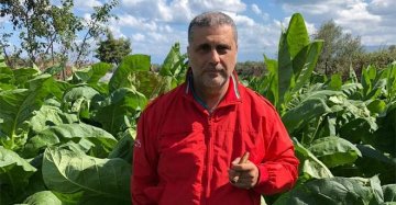 La Sicilia come i Caraibi: tornano le piantagioni di tabacco dopo centocinquant'anni
