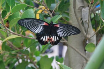 A Palermo arriva ''la casa delle farfalle'' nel giardino di Palazzo Riso
