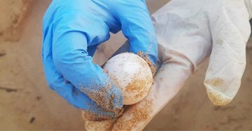 In Sicilia nasceranno ben 102 tartarughine: trovate le uova di Caretta caretta in spiaggia