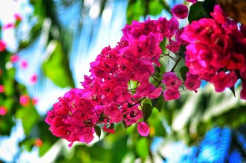 Bougainvillea, la pianta ricca di significati che adorna la Sicilia