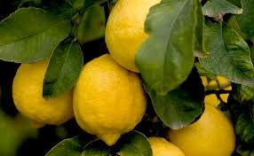Limone, la storia del simbolo della Sicilia