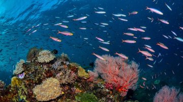 Scoprire la costa palermitana in sottomarino: si può fare con Le Vie dei Tesori