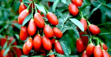 I frutti esotici crescono anche in Sicilia: avocado, papaya, mango e bacche di Goji a Km0