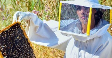 Lascia la cattedra, vola in Australia e torna in Sicilia: la storia di Elisa (e delle sue api)