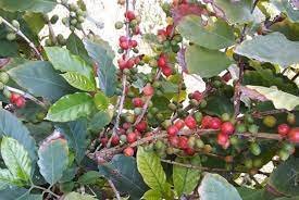 A Palermo la prima piantagione italiana di caffè: un sogno che diventa realtà