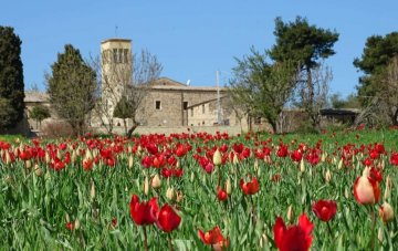 La magia dei tulipani di Blufi: quando torna la più bella fioritura spontanea della Sicilia
