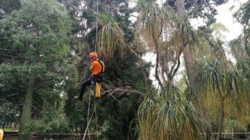 Record all’Orto Botanico di Palermo: la sua Araucaria è l’albero più alto della Sicilia
