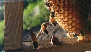 Nasce a Palermo il primo apiario olistico: dove si trova e di cosa si tratta