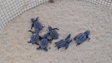 Lampedusa, le tartarughe Caretta caretta tornano a nidificare sulla Spiaggia dei Conigli