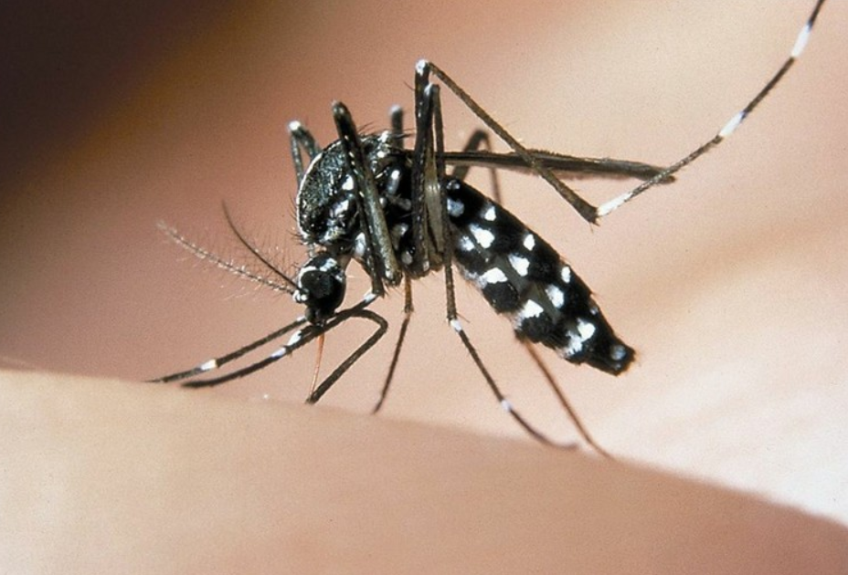 Prevenzione delle malattie trasmesse da insetti vettori