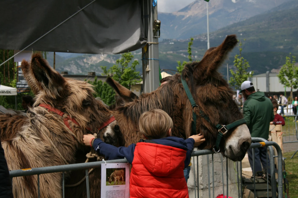 5a FESTA ZOOTECNICA DELLA VALGRIGNA
